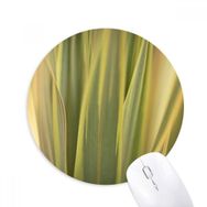 Dıythinker Bitki Yaprakları Doğa Resim Fotoğraf Baskılı Yuvarlak Kaymaz Kauçuk Mouse Pad