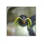 Dıythinker Deniz Bilimi Doğa Antarktik Penguen Resim 15x15 cm Seramik Karo