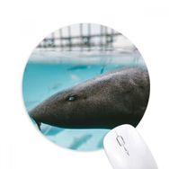 Dıythinker Deniz Organizması Köpek Balığı Okyanus Hayvan Baskılı Yuvarlak Kaymaz Kauçuk Mouse Pad