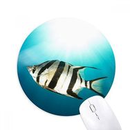 Dıythinker Deniz Organizması Tropikal Deniz Balığı Baskılı Yuvarlak Kaymaz Kauçuk Mouse Pad
