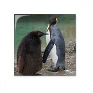Dıythinker Deniz Soğuk Antarktik Penguen Bilim Doğa Resim Seramik 10x10 cm Seramik Karo