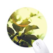Dıythinker Güneş Işığı Yaprakları Bitki Resmi Doğa Baskılı Yuvarlak Kaymaz Kauçuk Mouse Pad
