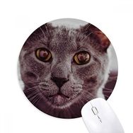 Dıythinker Hayvan Büyük Gözlü Gri Kedi Fotoğrafı Baskılı Yuvarlak Kaymaz Kauçuk Mouse Pad