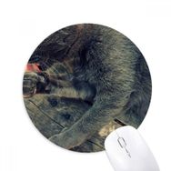 Dıythinker Hayvan Desenli Gri Kedi Fotoğrafı Baskılı Yuvarlak Kaymaz Kauçuk Mouse Pad