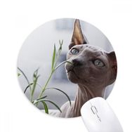 Dıythinker Hayvan Gri İnce Kedi Fotoğrafı Baskılı Yuvarlak Kaymaz Kauçuk Mouse Pad