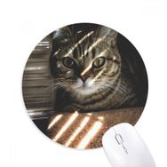 Dıythinker Hayvan Kedi Işını Fotoğraf Çekimi Baskılı Yuvarlak Kaymaz Kauçuk Mouse Pad