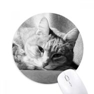 Dıythinker Hayvan Saf Gri Kedi Fotoğraf Resim Baskılı Yuvarlak Kaymaz Kauçuk Mouse Pad
