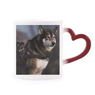 Dıythinker Kırmızı Çok Renkli Köpek Husky Hayvan Yalnız Gece Isıya Duyarlı Kalp Kupası