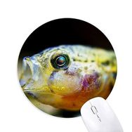 Dıythinker Küçük Tropik Balık Deniz Organizması Baskılı Yuvarlak Kaymaz Kauçuk Mouse Pad