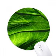 Dıythinker Muz Yaprağı Bitki Resmi Doğa Baskılı Yuvarlak Kaymaz Kauçuk Mouse Pad