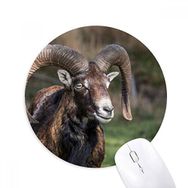 Dıythinker Orman Bilim Doğa Baskılı Yuvarlak Kaymaz Kauçuk Mouse Pad