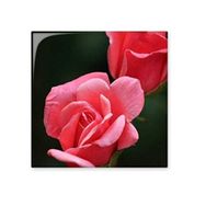 Dıythinker Pembe Kırmızı Güller Çiçekler 20x20 cm Seramik Karo
