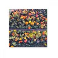 Dıythinker Renkli Ormancılık Bilim Doğa Manzarası 20x20 cm Seramik Karo