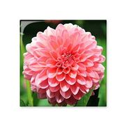 Dıythinker Şeftali çiçeği Güzel Çiçekler Seramik Biske Fayans 20x20 cm Seramik Karo
