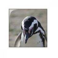 Dıythinker Sevimli Penguenler Bilim Doğa Resim 15x15 cm Seramik Karo