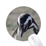 Dıythinker Sevimli Penguenler Bilim Doğa Resmi Baskılı Yuvarlak Kaymaz Kauçuk Mouse Pad