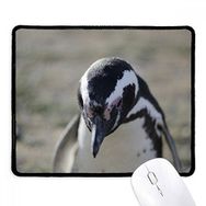 Dıythinker Sevimli Penguenler Bilim Doğa Resmi Kaymaz Siyah Başlıklı Kenarlar Mouse Pad