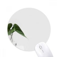 Dıythinker Simpol Yeşil Yaprak Bitki Doğa Fotoğraf Baskılı Yuvarlak Kaymaz Kauçuk Mouse Pad