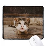 Dıythinker Siyah Hayvan Komik Kedi Fotoğraf Çekimi Kaymaz Fare Altlığı