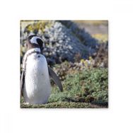Dıythinker Stand Güney Penguen Spheniscidaepicture Seramik Bisque Fayans 10x10 cm Seramik Karo