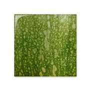 Dıythinker Yeşil Balkabağı Soyulmuş Makro Fotoğraf Desenleri 15x15 cm Seramik Karo