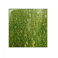 Dıythinker Yeşil Balkabağı Soyulmuş Makro Fotoğraf Desenleri Seramik 10x10 cm Seramik Karo
