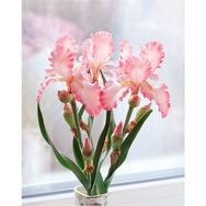 Doğa Garden Mercan Rengi Iris Süsen Çiçek Soğanı
