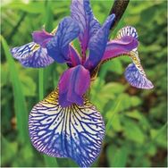 Doğa Garden Mor Damarlı Iris Süsen Çiçek Soğanı