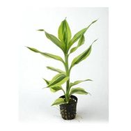 Dracaena Sanderiana White Saksı Canlı Bitki