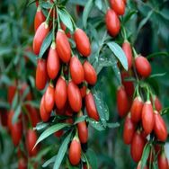 E-Fidancim 10 Adet Tüplü Goji Berry Kurt Üzümü Fidanı