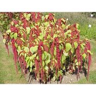 E-Fidancım 100 Adet Kırmızı Amaranthus caudatus Çiçeği Tohumu