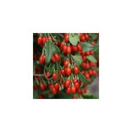 E-Fidancim 20 Adet Goji Berry Kurt Üzümü Tohumu