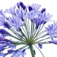 E-Fidancim 5 Adet Agapanthus Afrika Nil Süseni Şefkat Çiçeği Tohumu