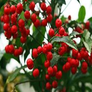 E-Fidancım 5 Adet Coralberry Tohumu