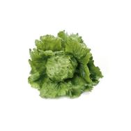E-Fidancım 5 Adet Iceberg Marul Fidesi