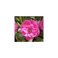 E-Fidancım 50 Adet Çin Pembesi Dianthus Çiçeği Tohumu