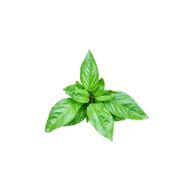 E-Fidancım 50 Adet Dogal Green Flesh Geniş Yapraklı Aromatik Fesleğen Tohumu