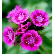 E-Fidancım 50 Adet Lila Sweet William Dianthus Barbadus Çiçeği Tohumu