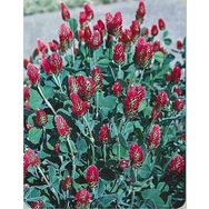 E-Fidancım 50 Adet Red Love Trifolium Çiçeği Tohumu