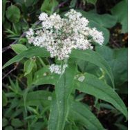 E-Fidancım 50 Adet Şifali Boneset Çiçeği Tohumu