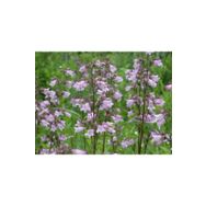 E-Fidancım 50 Adet Sweet Lady Penstemon Çiçeği Tohumu