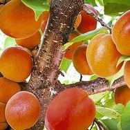 E-Fidancım Tüplü Aldeniz Kayısı Fidanı