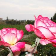 E-Fidancım Tüplü Aşılı Yediveren Rozguçar Pembe Beyaz Gül Fidanı