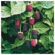 E-Fidancım Tüplü Boysenberry Böğürtlen Fidanı