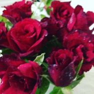 E-Fidancım Tüplü Dikensiz Kokulu Kırmızı Red Love Gül Fidanı