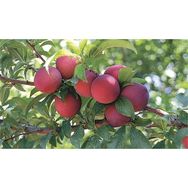 E-Fidancım Tüplü Erkenci Red Beauty Japon Erik Fidanı