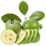 E-Fidancım Tüplü Kaymak Ağacı Feijoa Fidanı