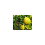E-Fidancım Tüplü Nadir Kütdiken Limon Fidanı