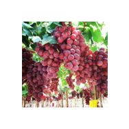 E-Fidancım Tüplü Red Globe Üzüm Fidanı