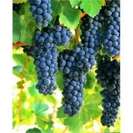 E-Fidancım Tüplü Syrah Üzüm Fidanı